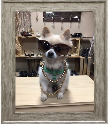 Coconut, the store dog.